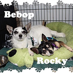 Thumbnail photo of Bebop & Rocky #2
