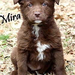 Thumbnail photo of Mira~adopted! #3