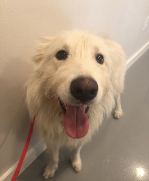 Adopt Fantasia a Maremma Sheepdog / Great Pyrenees / Mixed dog in ...