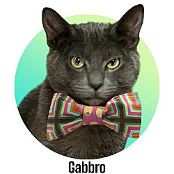 Photo of Gabbro