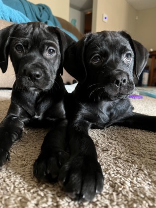 North Charleston, SC - Labrador Retriever. Meet 61950A Jupiter a Pet ...