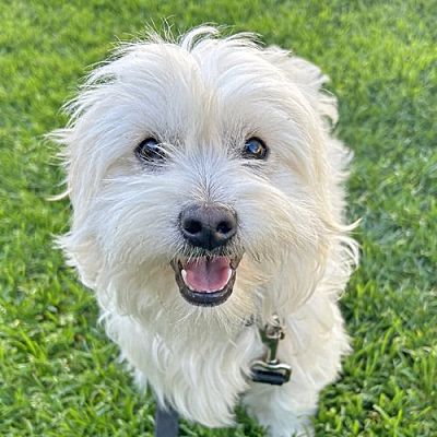 Walnut Creek, CA - Maltese. Meet Kris a Pet for Adoption - AdoptaPet.com