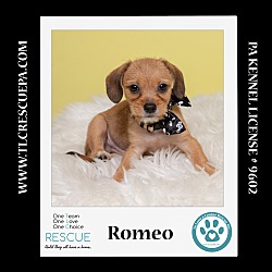 Thumbnail photo of Romeo (Ten Spots) 082424 #2