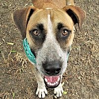 adopt a pet