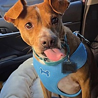 adopt a pet