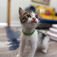 adopt a pet