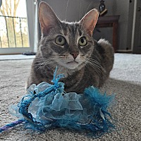 adopt a pet