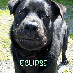 Thumbnail photo of Eclipse #1