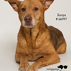 Thumbnail photo of Kenya  (Foster) #1