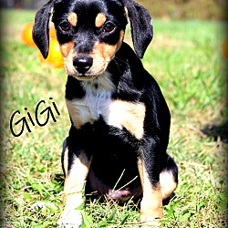 Thumbnail photo of GiGi~adopted! #2