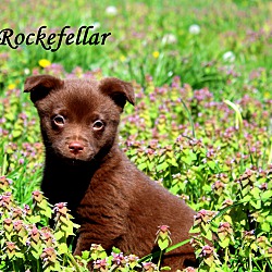 Thumbnail photo of Rockefellar~adopted! #1