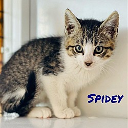 Photo of Spidey