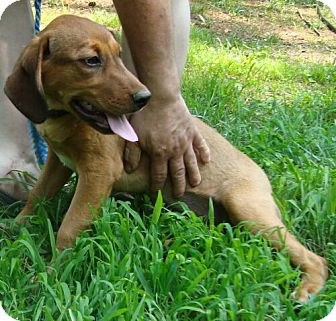 redbone coonhound australian shepherd mix