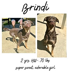 Photo of Brindi