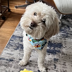 Photo of Buddy - pending adoption