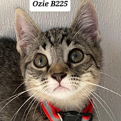 Thumbnail photo of Ozie B225 #1