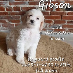 Photo of Gibson