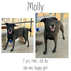 Thumbnail photo of Molly #1