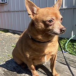 bonded pet photo