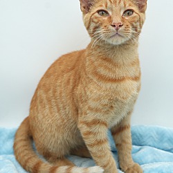 Thumbnail photo of Pumpkin - so purrfect! #1