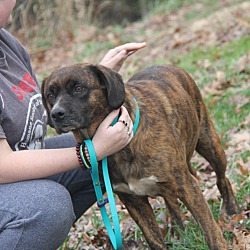 bonded pet photo