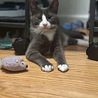 adopt a pet