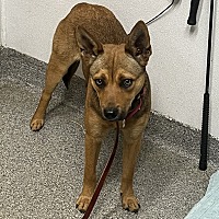 adopt a pet