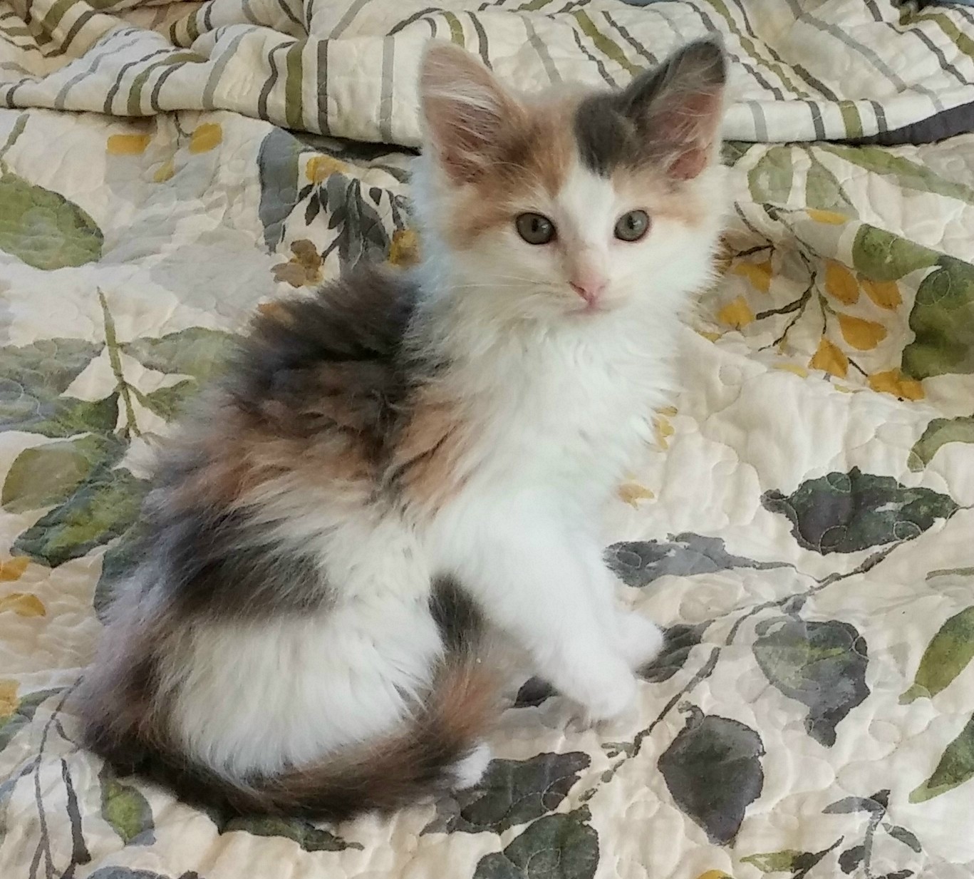 52 Best Pictures Calico Maine Coon Cat For Sale - Purebred Calico Maine Coon Cat For Private Adoption Averill Park Ny Meet Penelope By Deborah Moore Medium