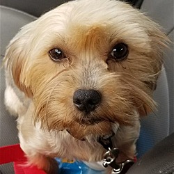 Marrero, LA - Yorkie, Yorkshire Terrier/Maltese. Meet Ruby HW + (In ...