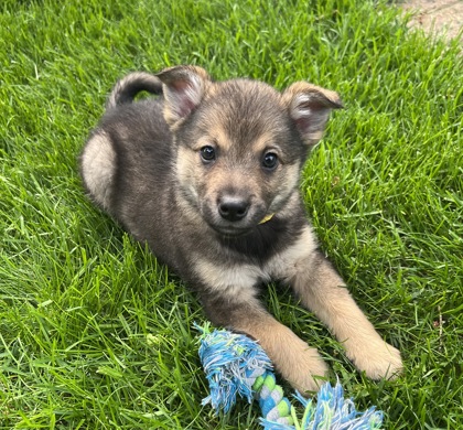 Burlington, WI - Jack Russell Terrier/Norwegian Elkhound. Meet ...