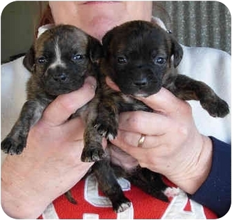 pitbull labrador mix puppies for sale