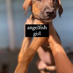 Photo of Angelfish