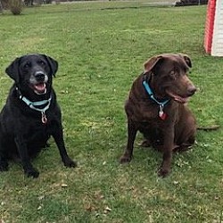 Photo of Shelby and Gemma (Bonded)