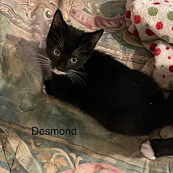 Thumbnail photo of Desmond #2