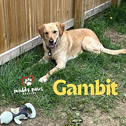 Thumbnail photo of Gambit (Courtesy Post) #2