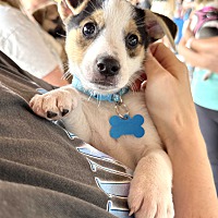 adopt a pet