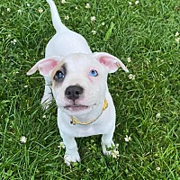adopt a pet