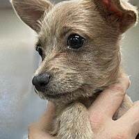 adopt a pet