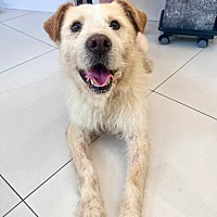 adopt-pet