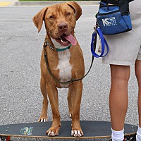 adopt a pet