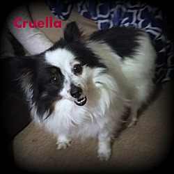 Thumbnail photo of Cruella #2