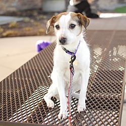 Thumbnail photo of Shelby-Adopted! #1
