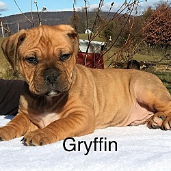Thumbnail photo of Gryffin #2