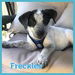 Thumbnail photo of Freckles #3