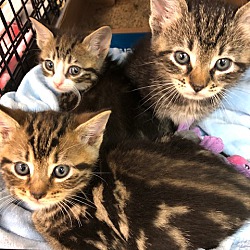 Photo of 3 Male Kittens