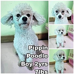 Photo of Pippin from Korea