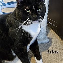 Thumbnail photo of Atlas #3