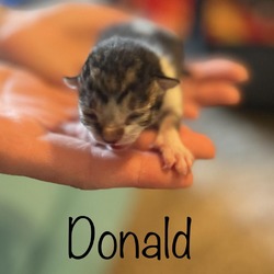 Thumbnail photo of Donald #2