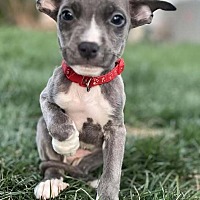 adopt a pet