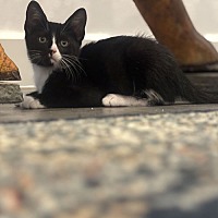 adopt a pet